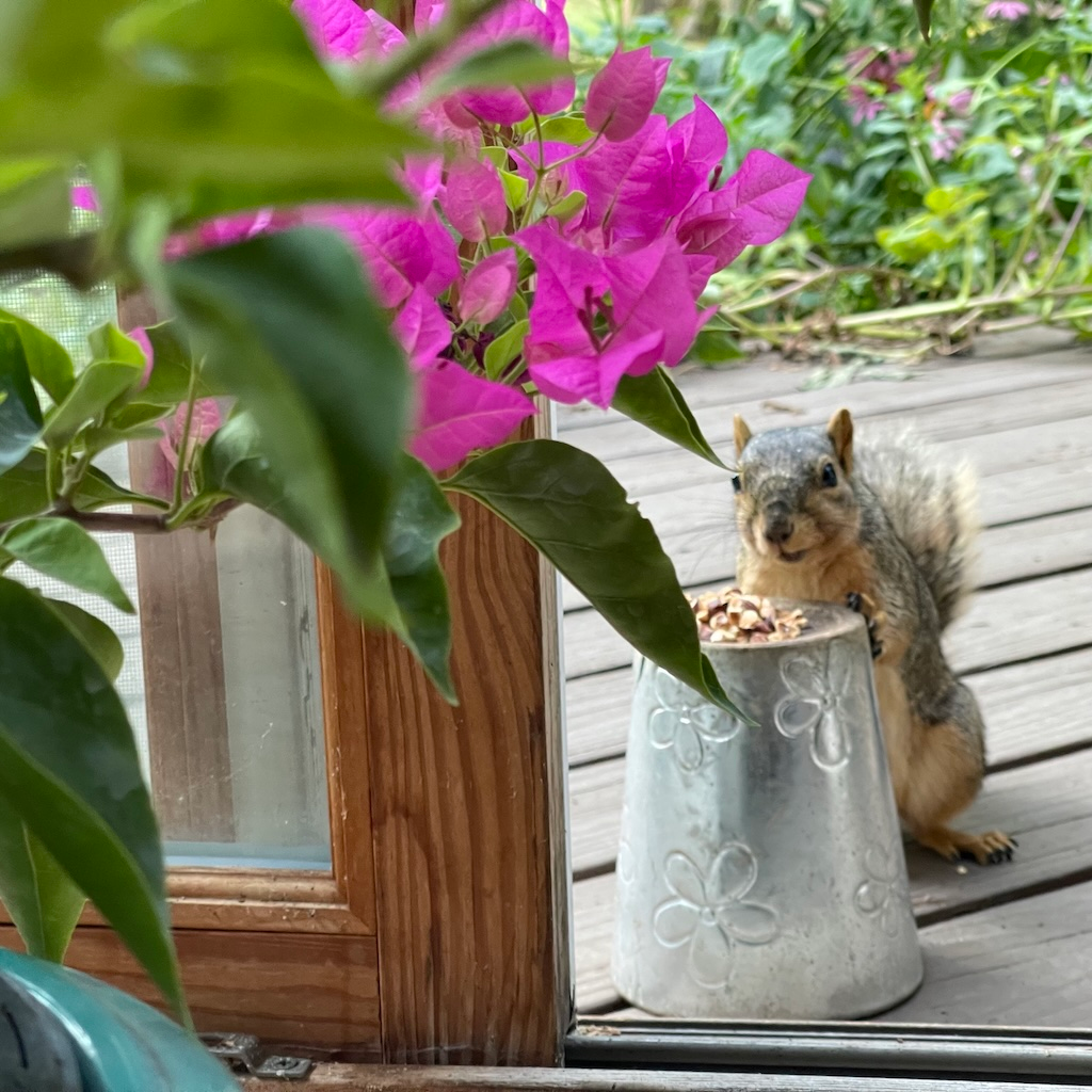 Walnut Pal the Squirrel enjoying pecans on their little table with fuchsia Bougainvillea blossoms in the foreground.